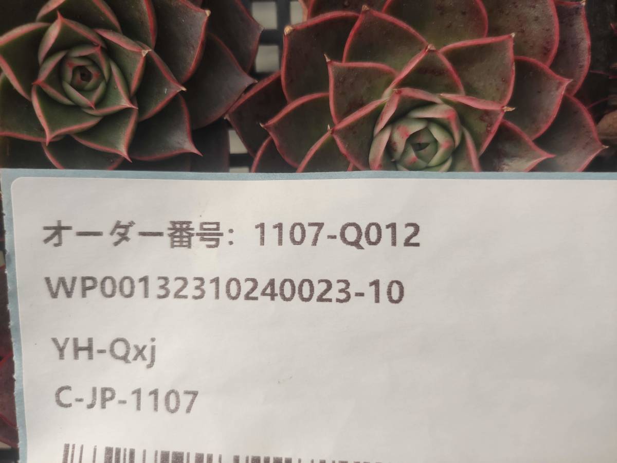 1107-Q012 インカローズ15個 多肉植物 韓国 エケベリア　　送料設定に変更があります、入札前に商品説明を確認してください。_画像3