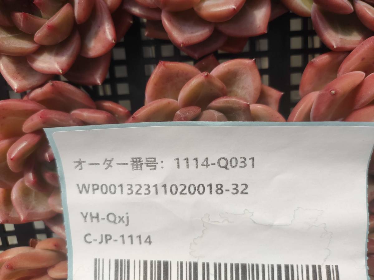 1114-Q031 シャルルローズ15個 多肉植物 韓国 エケベリア　　送料設定に変更があります、入札前に商品説明を確認してください。_画像3