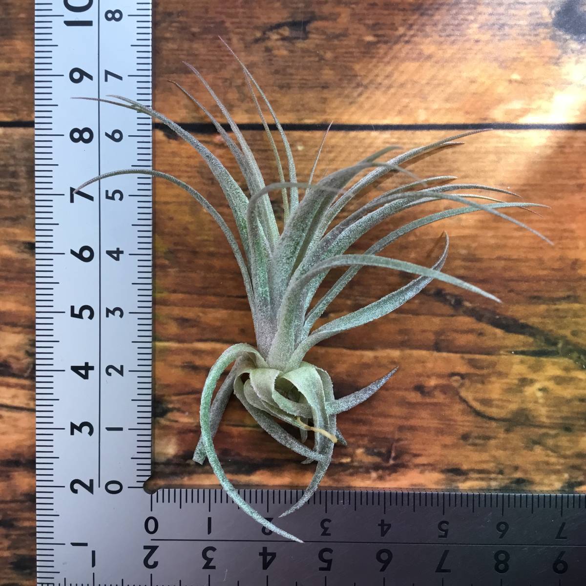 Tillandsia sucrei　チランジア　スークレイ_画像1