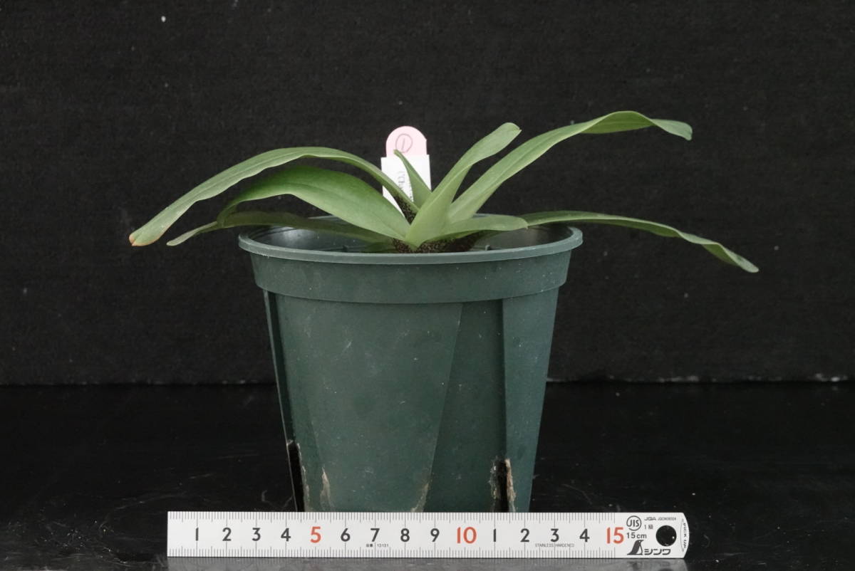 未開花株 Paph charlesworthii('Charming'×'Grande'SM/JOGA) 'Hot Fire'AM/AOSの孫 ① 原種 パフィオ 洋蘭_画像4