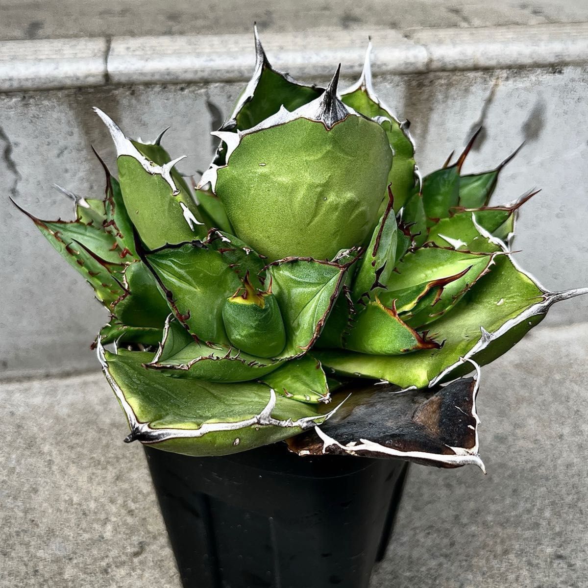 子株B アガベ チタノタ イラン選抜株 agave titanota 連刺 (検 子株B アガベ チタノタ イラン選抜株 agave titanota 連刺 (検