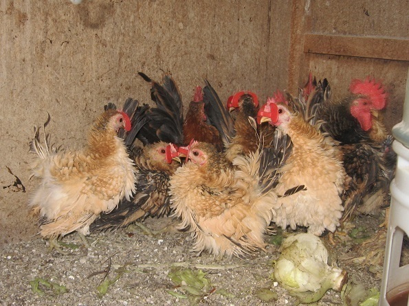 【訳あり】世界最小品種 羽衣セラマ 食用有精卵６個_画像4