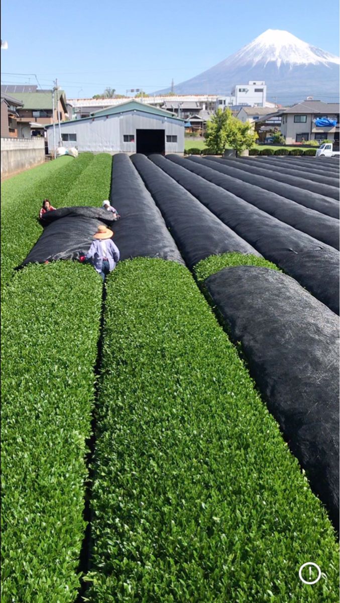 静岡産/粉末玄米4袋 カテキン　 血糖値ダイエット 　粉末煎茶　Green tea フンマツ 粉末緑茶