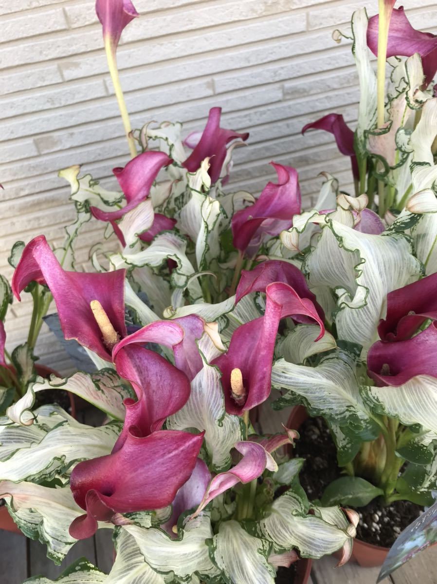 ★斑入り葉 カラー　フローズンクイーン　ボリュームのある5号サイズ　レア品種　氷の女王★_この花が咲いてます