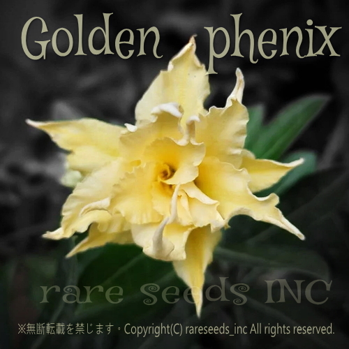 ■激レア！傑作八重咲フレア！アデニウム ゴールデンフェニックス 新鮮種子 3粒　Adenium Golden phenix 金の不死鳥　 γ 　θ **ц**　②_画像1