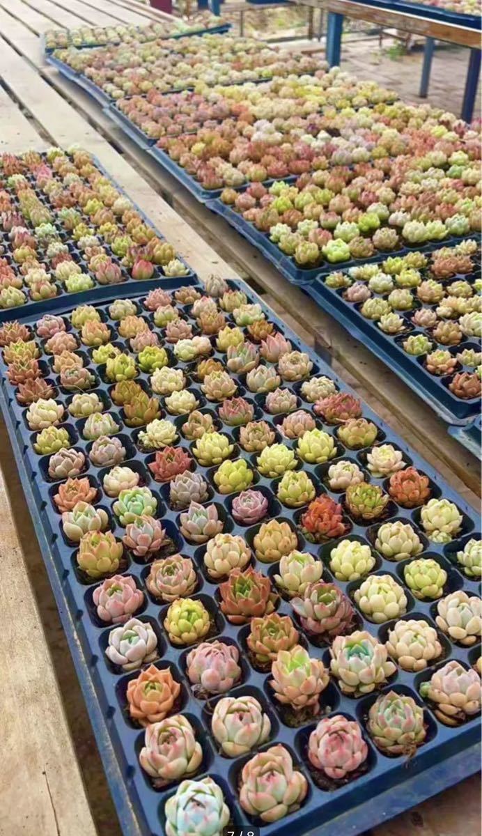 韓国苗 多肉植物 エケベリア 色の組み合わせ 15苗入り　2-4cm_画像6