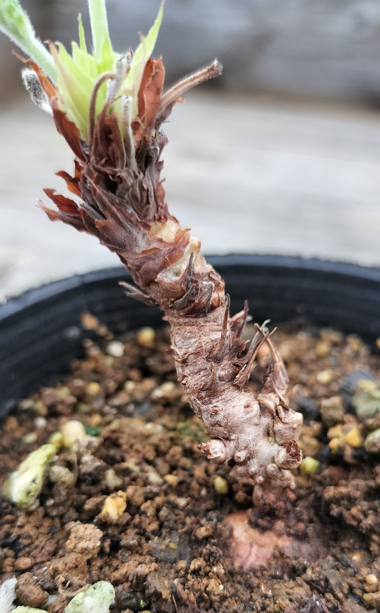 ペラルゴニウム ボウケリ(Pelargonium bowkeri)_画像5