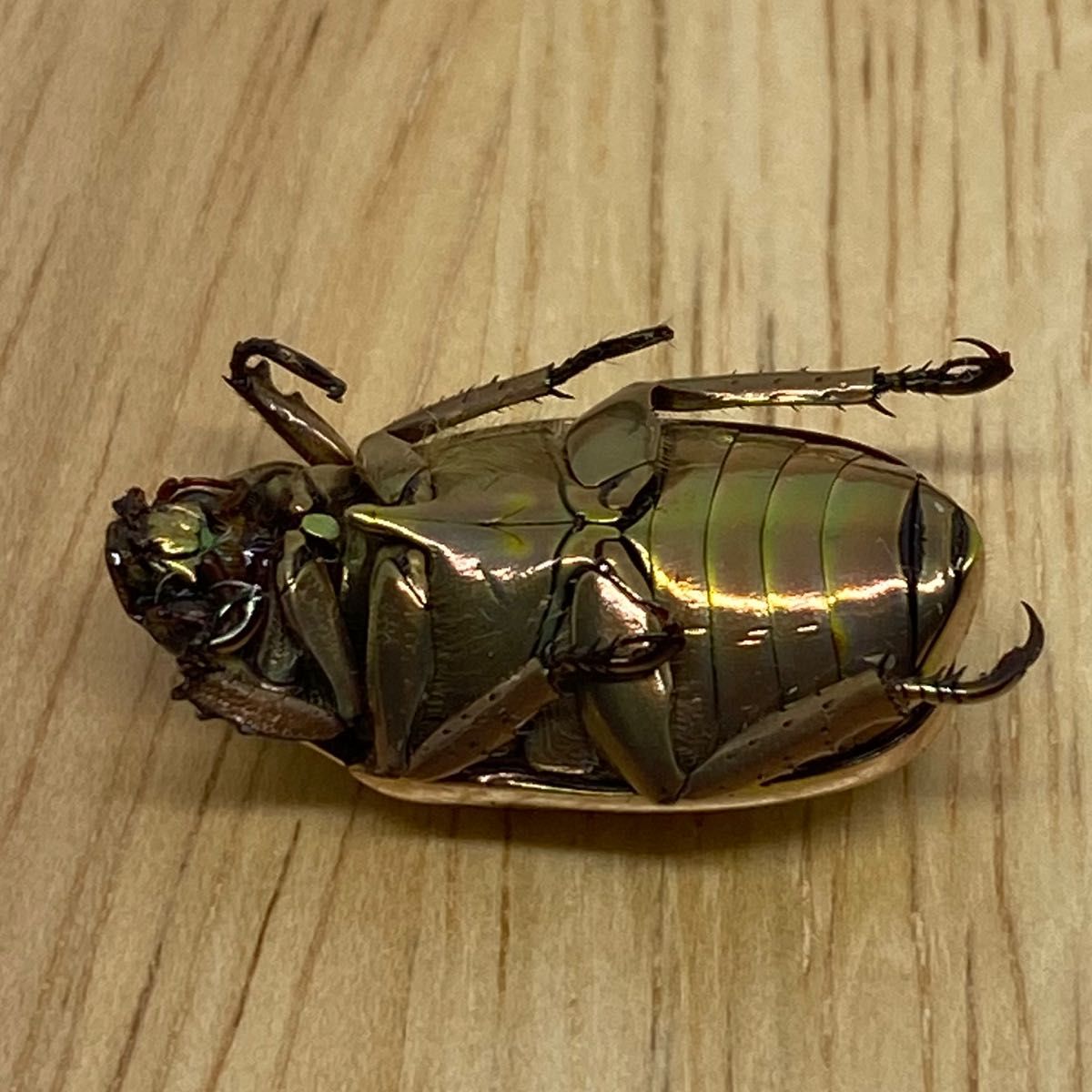 [昆虫標本] Chrysina resplendens no.048