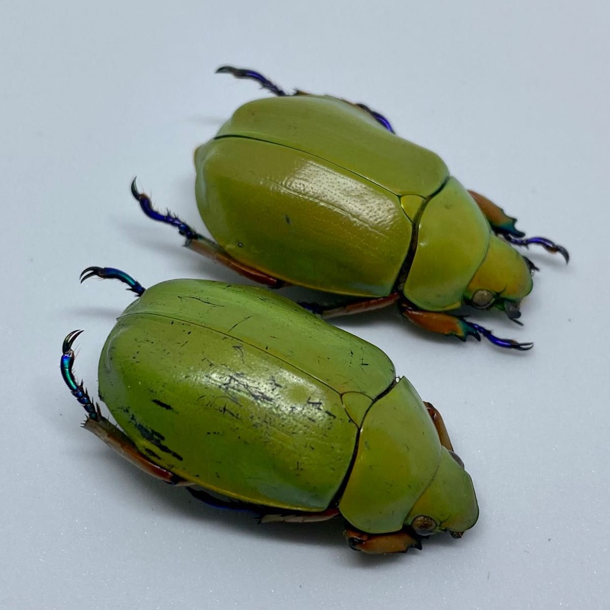 [昆虫標本] Chrysina adolphi no.073