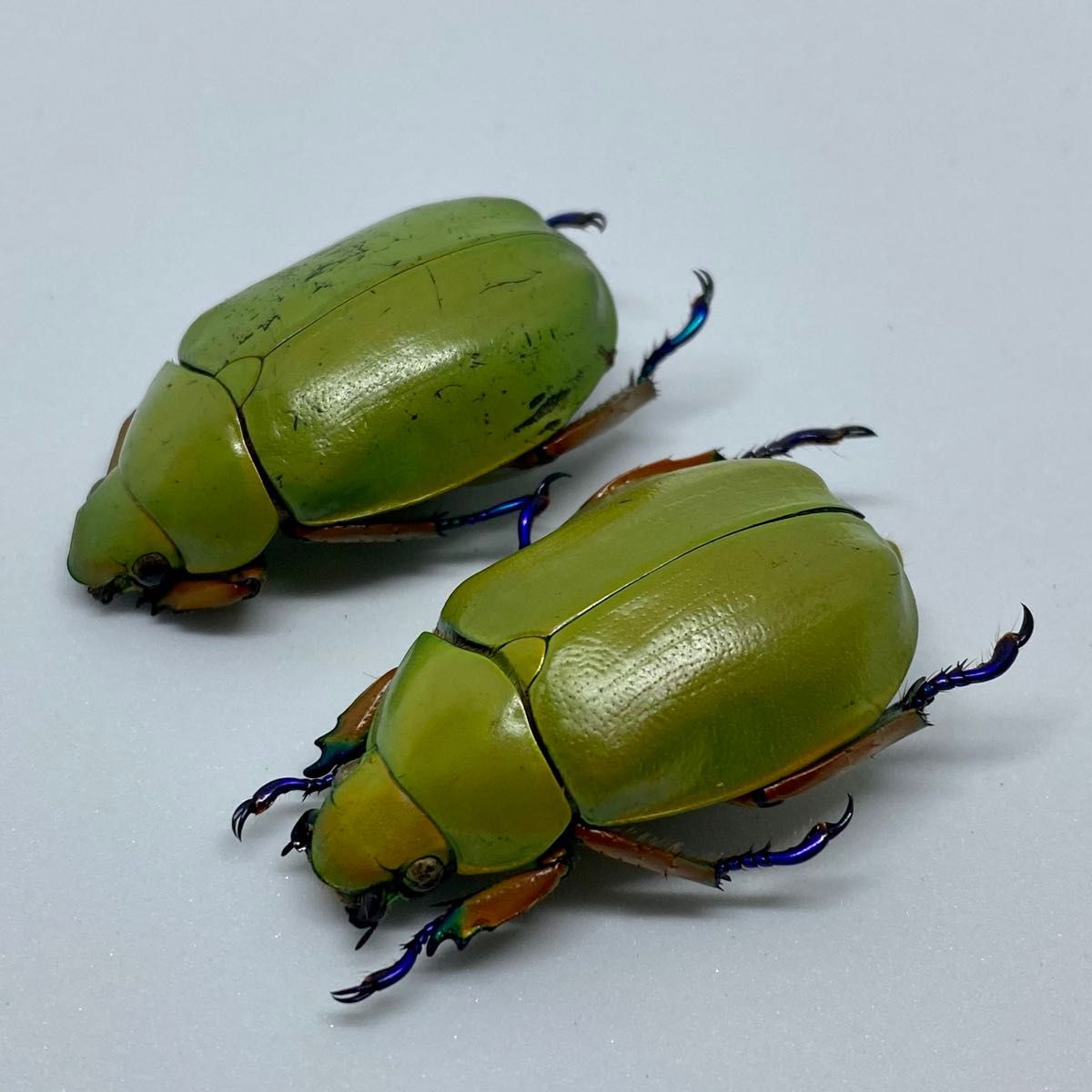 [昆虫標本] Chrysina adolphi no.073