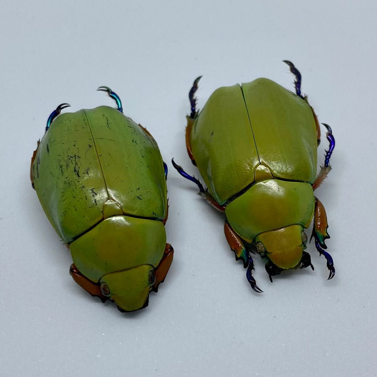 [昆虫標本] Chrysina adolphi no.073