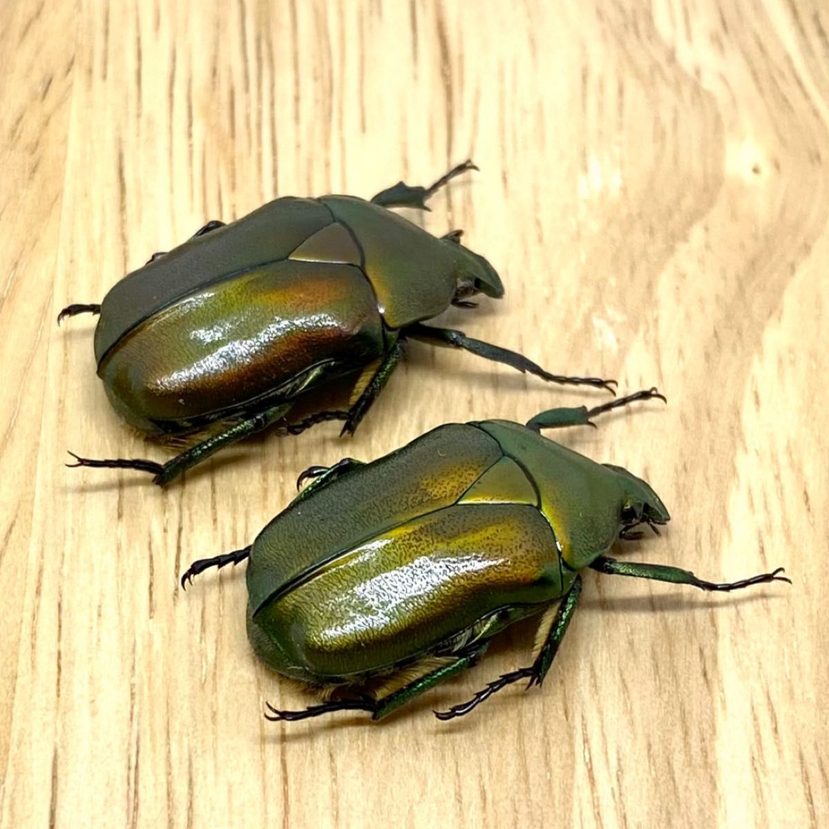 [昆虫標本] Rhomborrhina japonica no.049