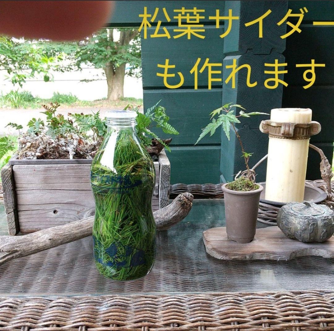 特価終了間近【完全無農薬】赤松 苗木 お得さイチオシ 2本セット！