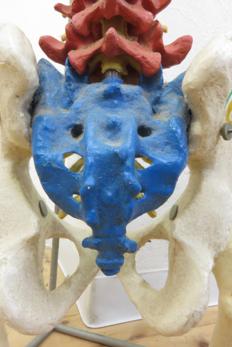00051 上511-389　模型 JCDC　3B　ドイツ製　カラー　脊柱模型　脊椎　背骨　骨盤　骨格　人体模型　インテリア　中古品　140_画像6