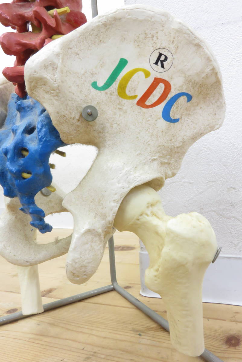 00051 上511-389　模型 JCDC　3B　ドイツ製　カラー　脊柱模型　脊椎　背骨　骨盤　骨格　人体模型　インテリア　中古品　140_画像4