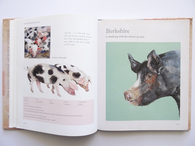  foreign book * pig. book of paintings in print work photoalbum book@ pig animal choice person .. person 