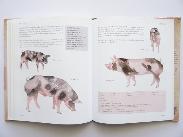  foreign book * pig. book of paintings in print work photoalbum book@ pig animal choice person .. person 
