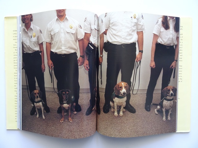 洋書◆大きな犬と小さな犬の写真集 本 いぬ 動物_画像6