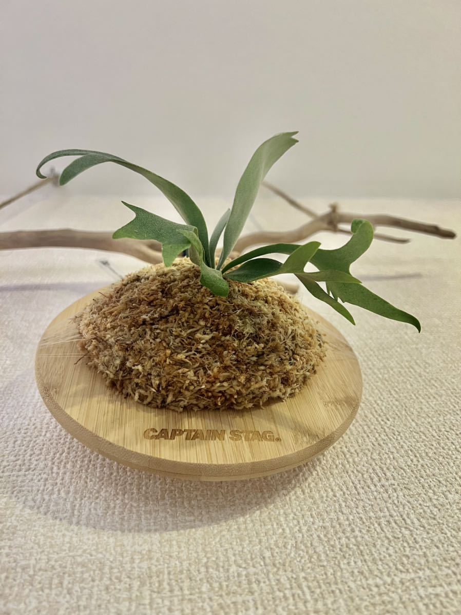 P.willinckii'月光爪哇'子株&胞子 (ビカクシダ、コウモリラン)|売買