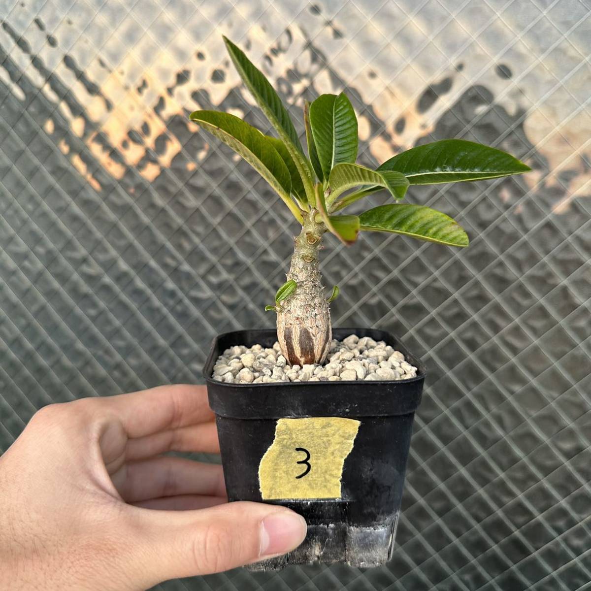 10-3 Pachypodium baronii var. windsorii 2株セット　パキポディウム ウィンゾリー [検] グラキリス イノピナツム コーデックス _画像4