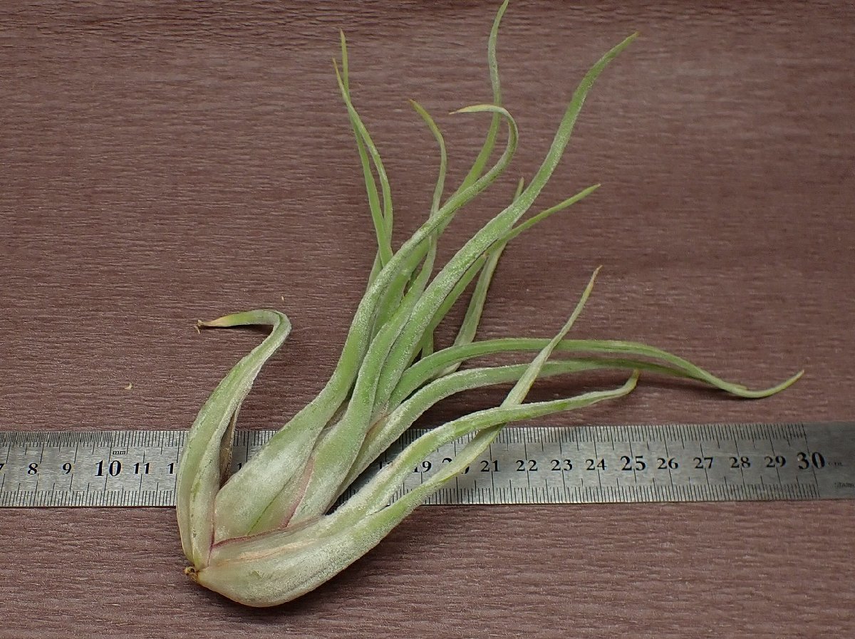 Tillandsia caput-medusae チランジア・カプトメデューサエ★エアプランツEP★第四種送料別途★税別1円～!!_画像2