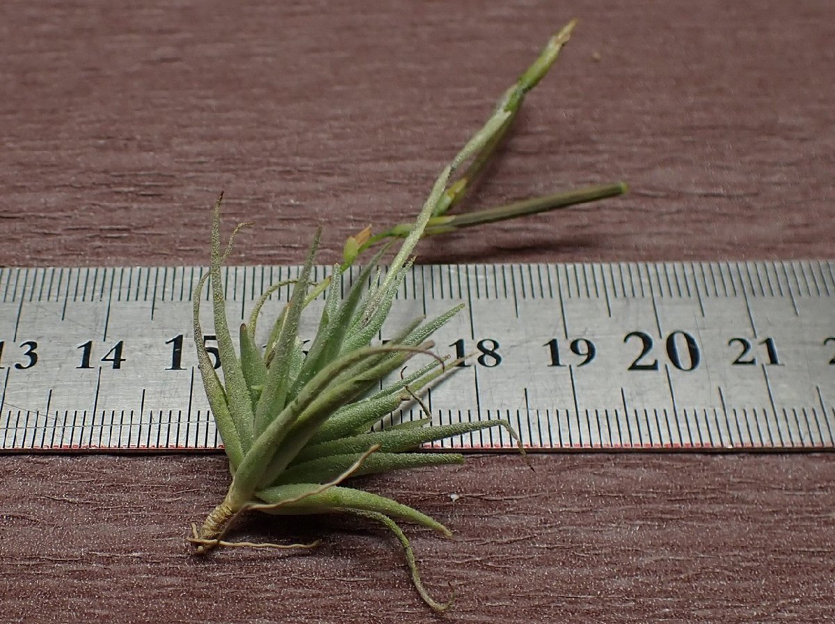 Tillandsia loliacea チランジア・ロリアセア■エアプランツBS★第四種送料別途★税別1円～!!_画像2