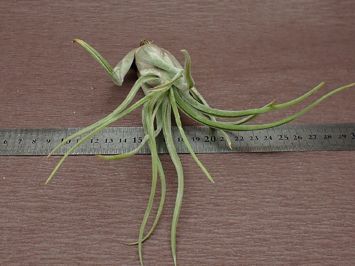 Tillandsia caput-medusae チランジア・カプトメデューサエ★エアプランツEP★第四種送料別途★税別1円～!!_画像3