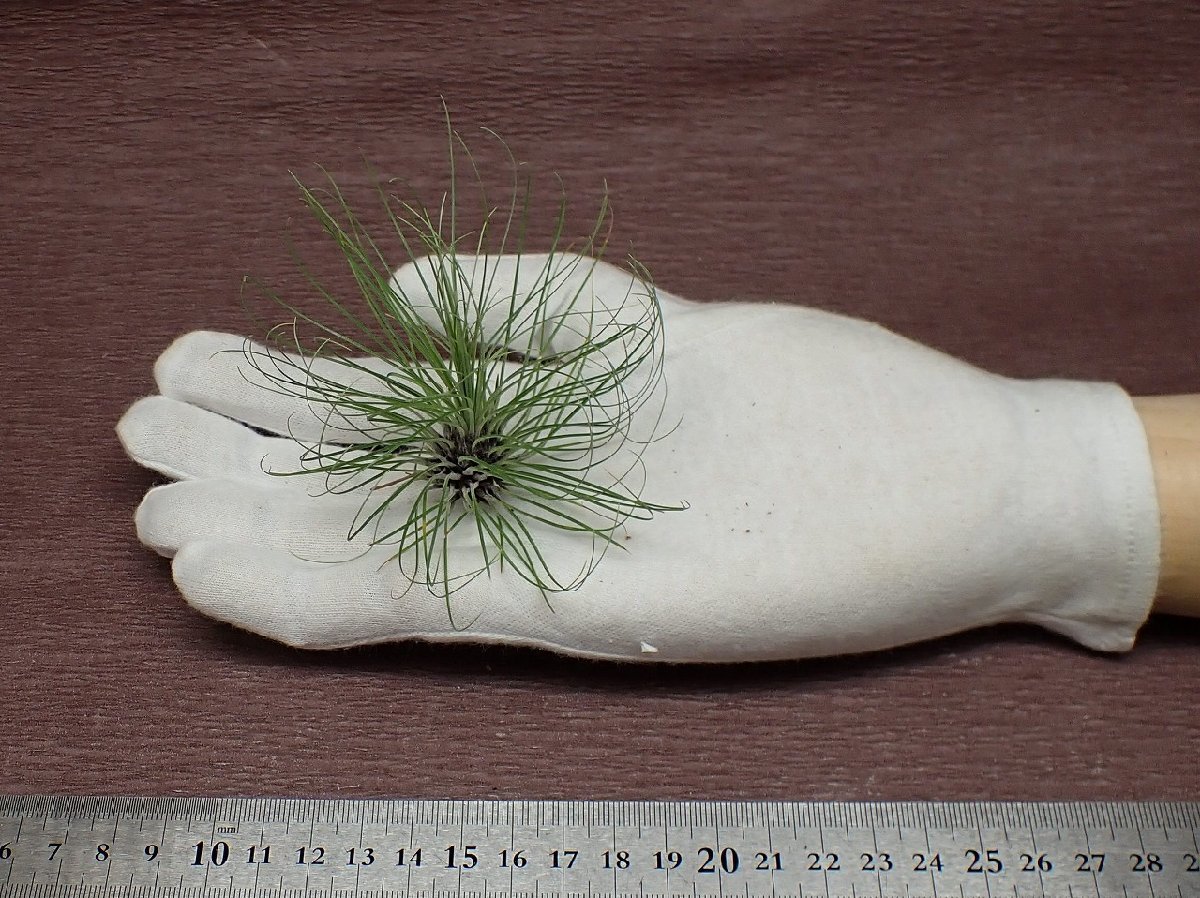 Tillandsia filifolia チランジア・フィリフォリア★エアプランツEP★第四種送料別途★税別1円～!!_画像1