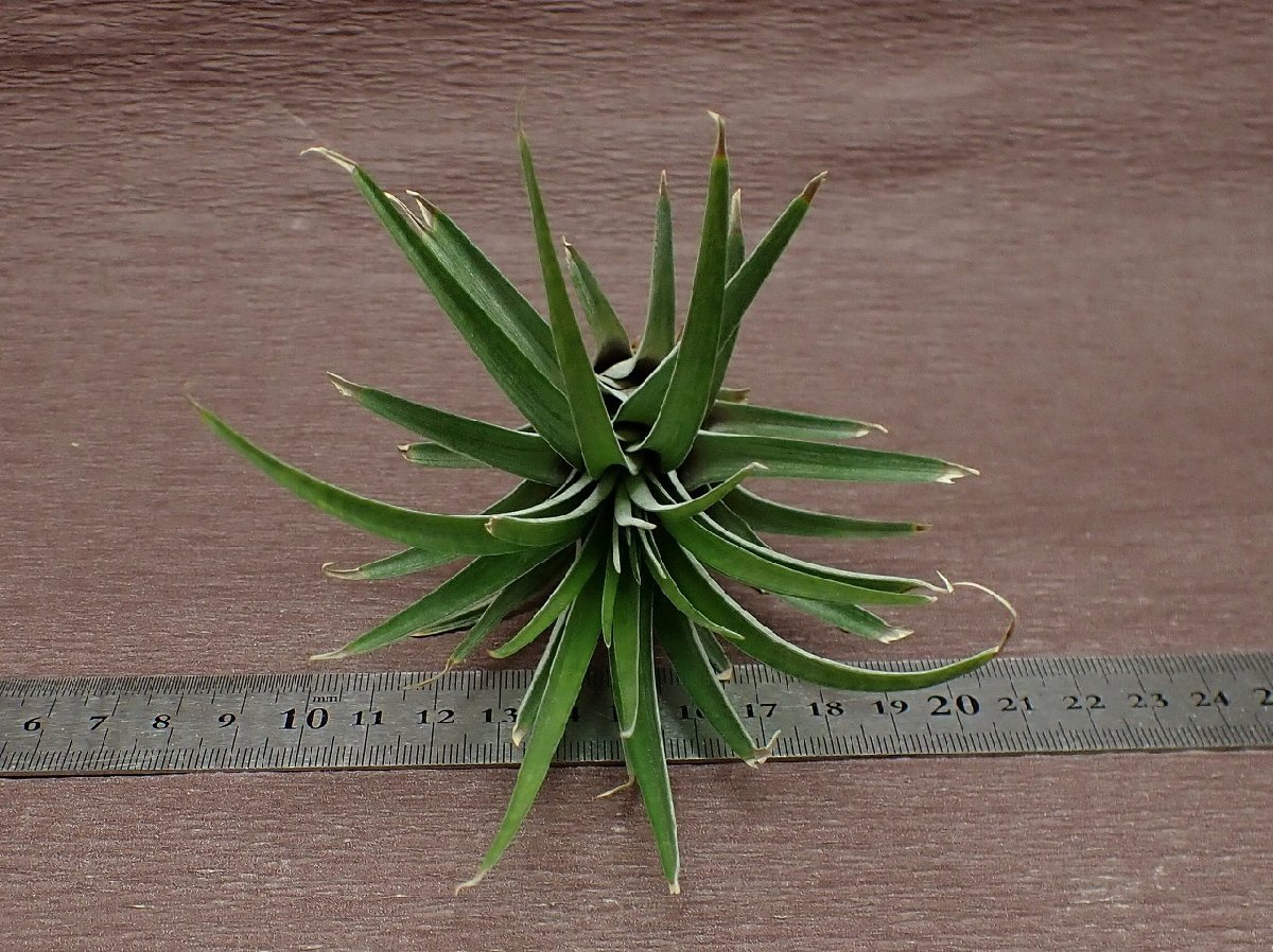 Tillandsia propagulifera チランジア・プロパグリフェラ●エアプランツBR★第四種送料別途★税別1円～!!_画像3