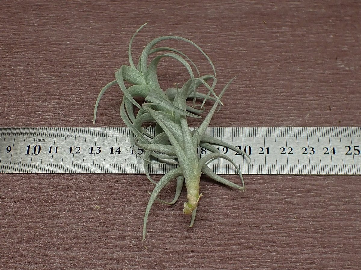 Tillandsia nana チランジア・ナナ★エアプランツEP★第四種送料別途★税別1円～!!_画像2