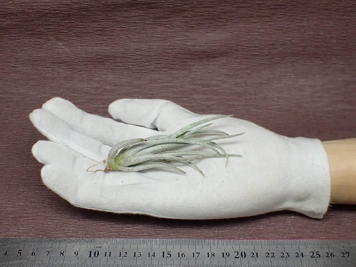 Tillandsia mitlaensis チランジア・ミトラエンシス★エアプランツEP★第四種送料別途★税別1円～!!_画像1