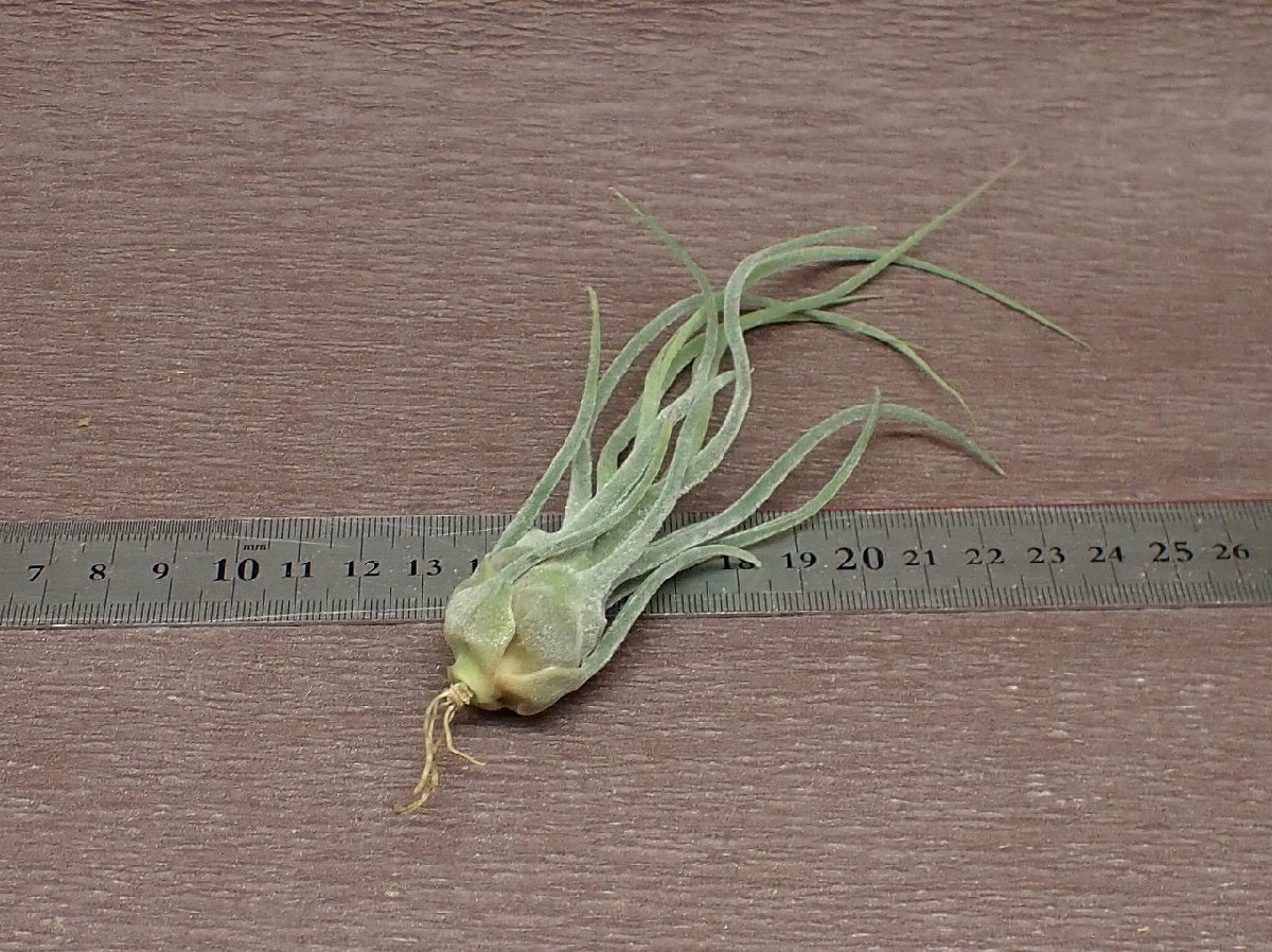 Tillandsia pruinosa Colombia チランジア・プルイノーサ コロンビア★エアプランツEP★第四種送料別途★税別1円～!!_画像2