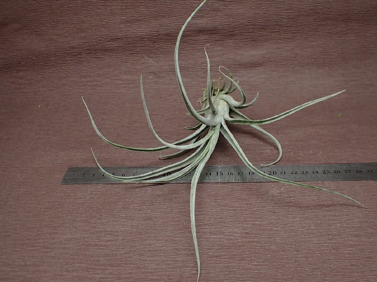 Tillandsia 'BC' x T.caput-medusae 'Sonoran Snow' ■エアプランツYC★第四種送料別途★税別1円～!!_画像3