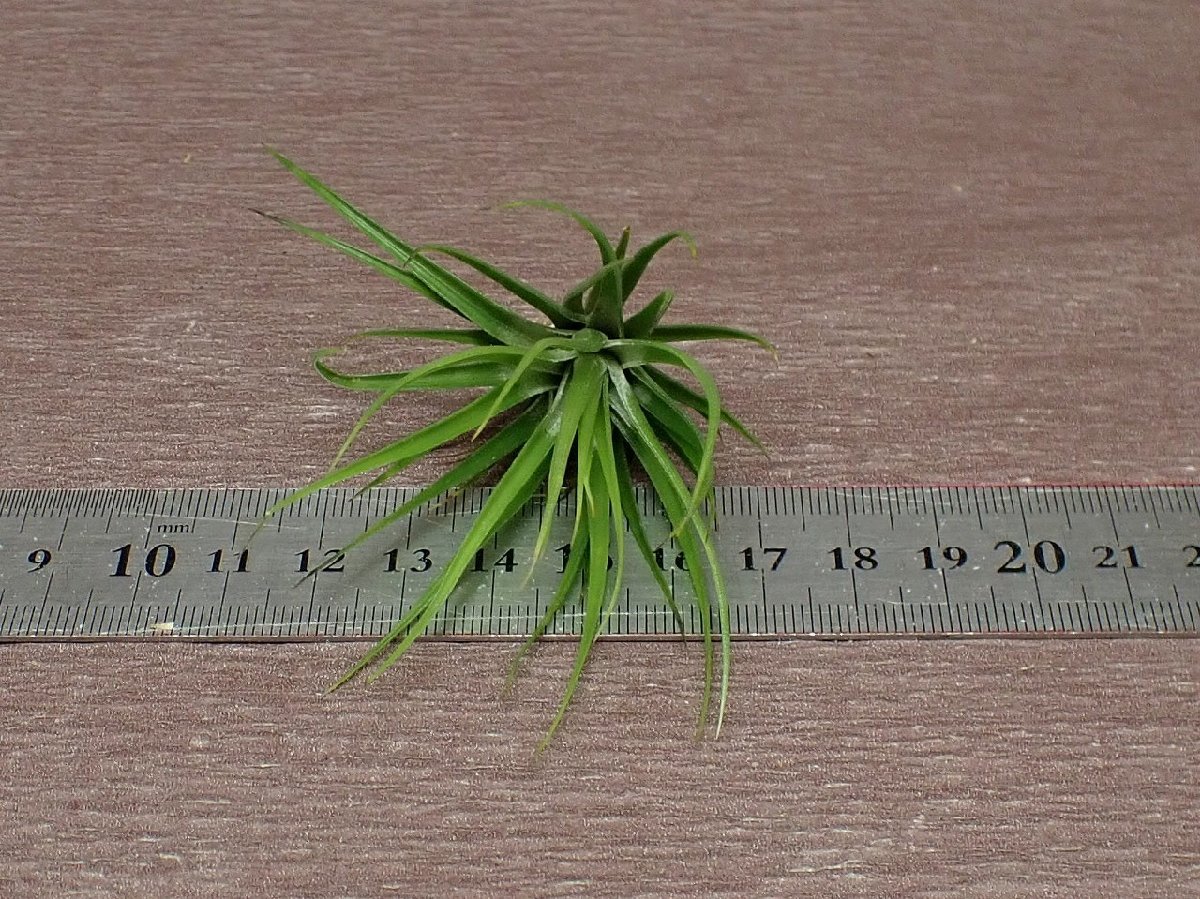 Tillandsia tenuifolia 'Emerald Forest' テヌイフォリア エメラルドフォレスト★エアプランツRF★第四種送料別途★税別1円～!!_画像3