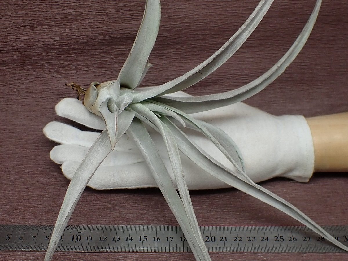 Tillandsia chiapensis Giant form チランジア・チアペンシス ジャイアントフォーム★エアプランツDF★第四種送料別途★税別1円～!!_画像1