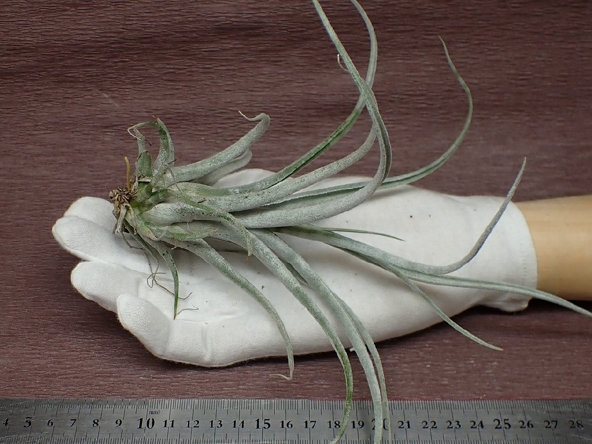 Tillandsia 'BC' x T.caput-medusae 'Sonoran Snow' ■エアプランツYC★第四種送料別途★税別1円～!!_画像1