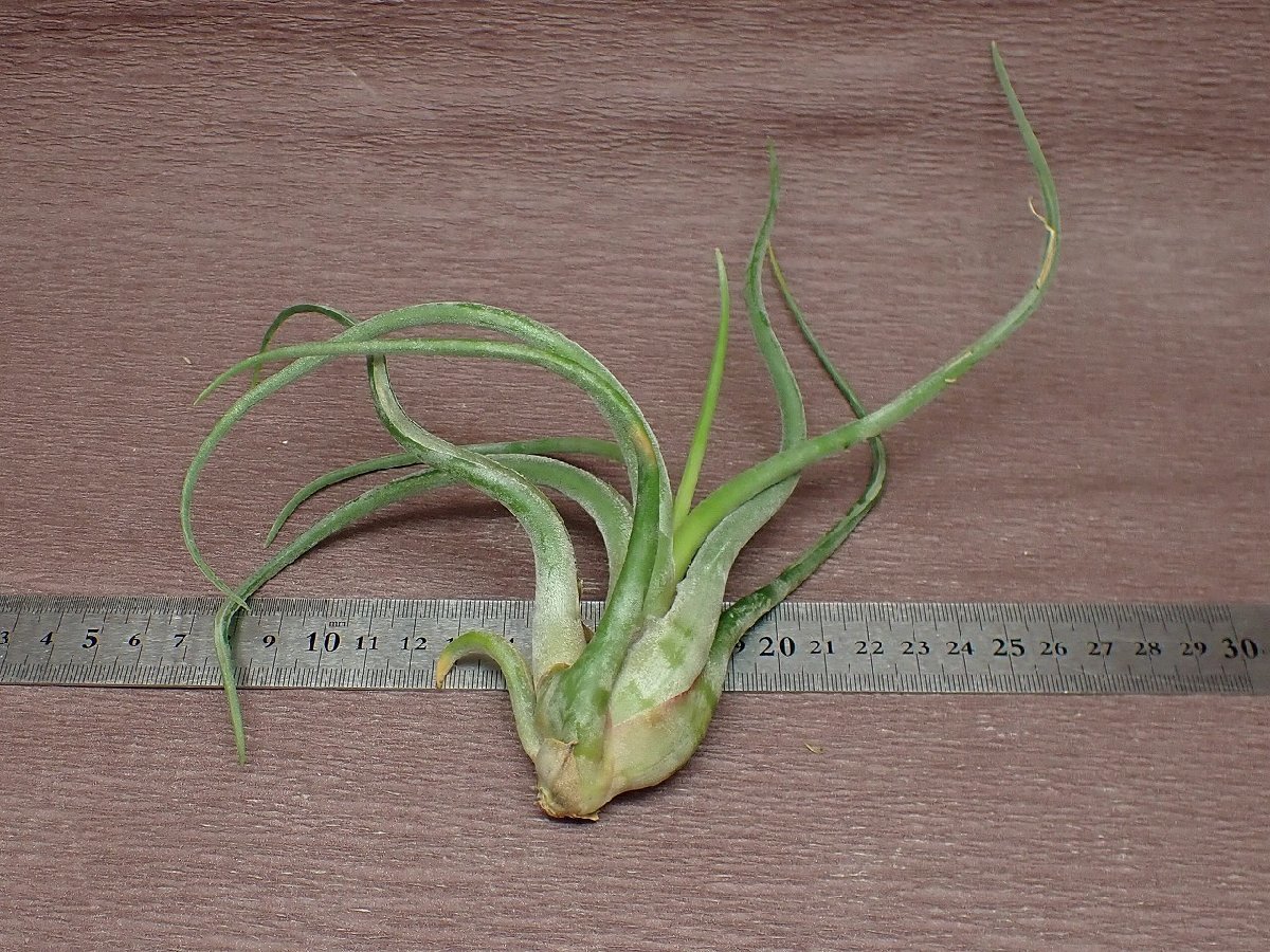 Tillandsia caput-medusae チランジア・カプトメデューサエ★エアプランツCO★第四種送料別途★税別1円～!!_画像2