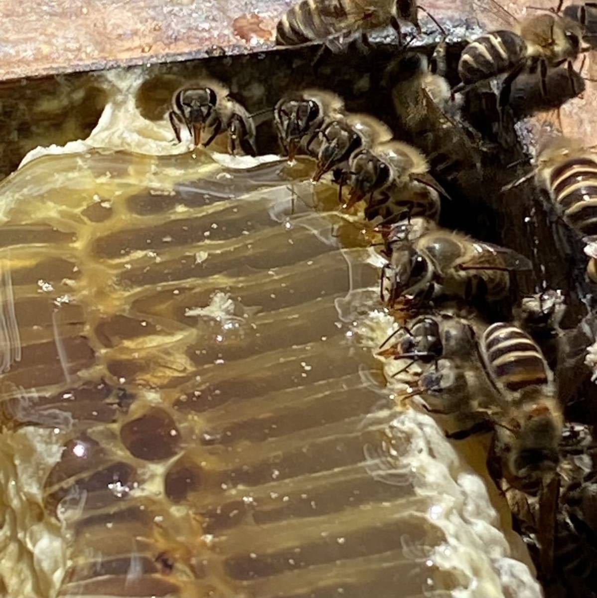 コムハニー 巣蜜入り 希少 日本ミツバチ 非加熱 生はちみつ 安全安心 抗生物質不使用 _画像3