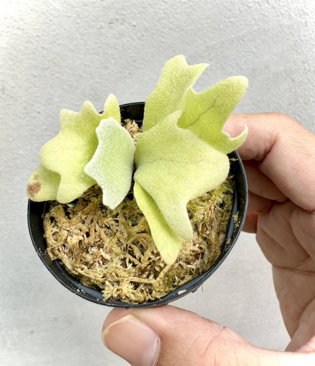 Yahoo!オークション - P. willinckii 'Blue Queen Dwarf' spore Yahoo!オークション - P. willinckii 'Blue Queen Dwarf' spore