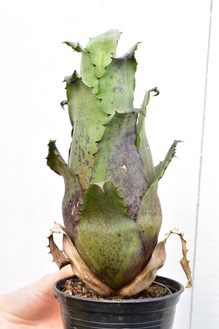  good shape Hohenbergia sp.357 × leopoldo-horstii black form ho hen bell gear Leo porudo ho ru stay [vandaka ]