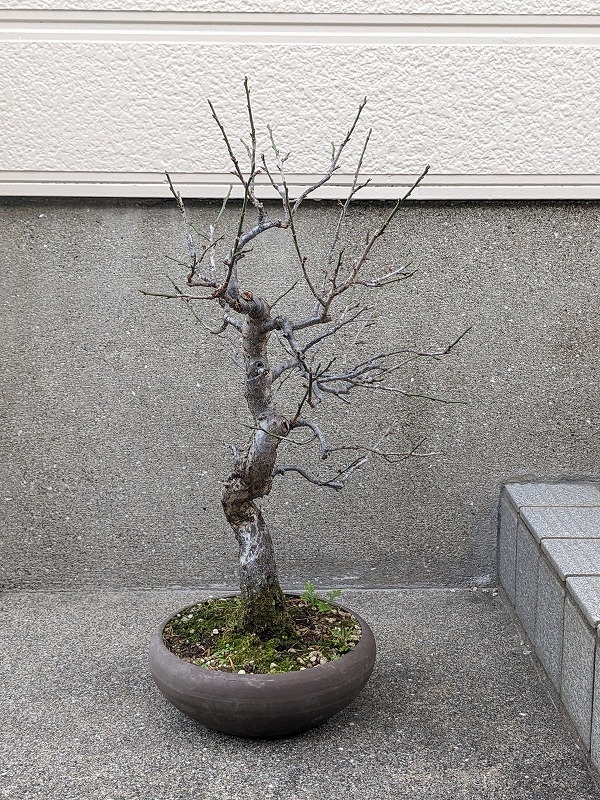 盆栽素材　梅「米良」　樹高約45ｃｍ_画像2