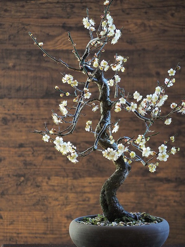 盆栽素材　梅「米良」　樹高約45ｃｍ_画像8