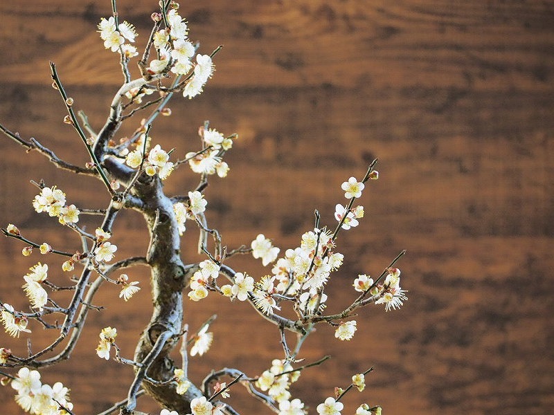 盆栽素材　梅「米良」　樹高約45ｃｍ_画像7