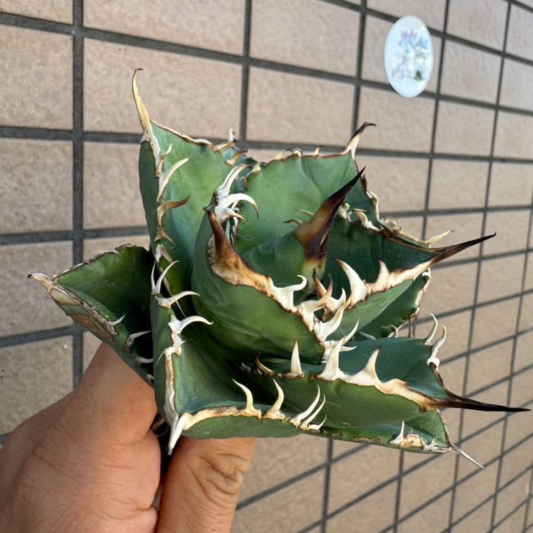 [Agave Titanota] 選抜“NO NAME“ アガベ　チタノタ　チルプラ　強棘　検( ゴジラ　スーパーチタノタ　トリケラ　白犀牛　緑犀牛 _画像1