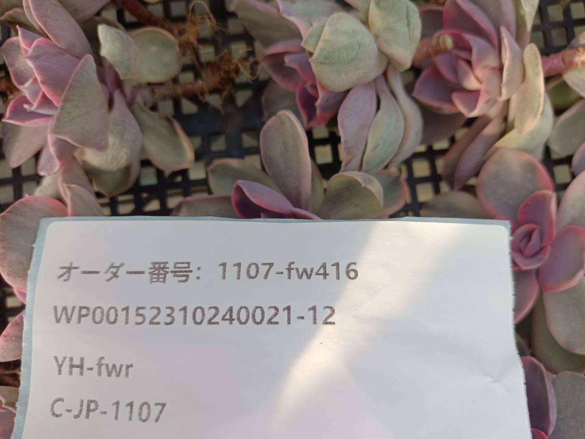 1107-fw416 レインボー錦25個 ☆多肉植物　エケベリア　韓国 　 送料設定に変更があります、入札前に商品説明を確認してください。_画像3