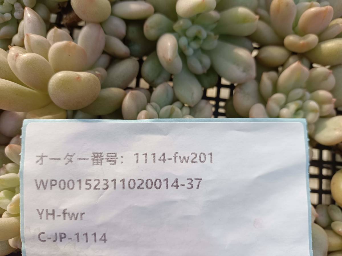 1114-fw201 ビルゲイツ30個 ☆多肉植物　エケベリア　韓国 　 送料設定に変更があります、入札前に商品説明を確認してください。_画像3