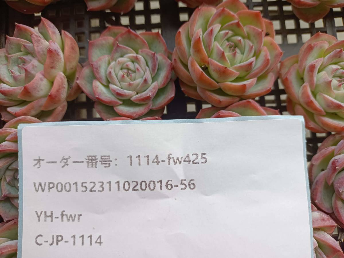 1114-fw425 ピンククリスタルローズ25個 ☆多肉植物　エケベリア　韓国 送料設定に変更があります、入札前に商品説明を確認してください。_画像3