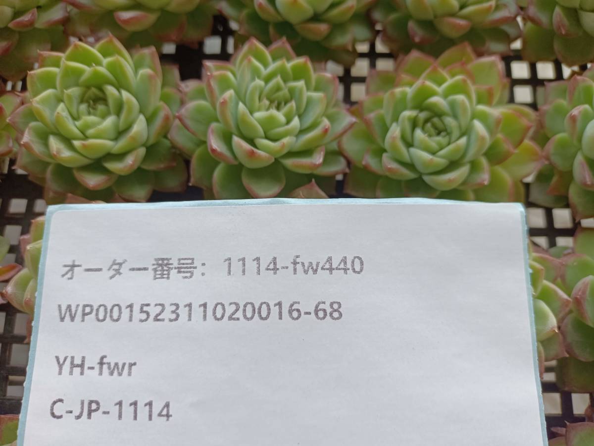 1114-fw440 レッドクイーン25個 ☆多肉植物　エケベリア　韓国 　 送料設定に変更があります、入札前に商品説明を確認してください。_画像3