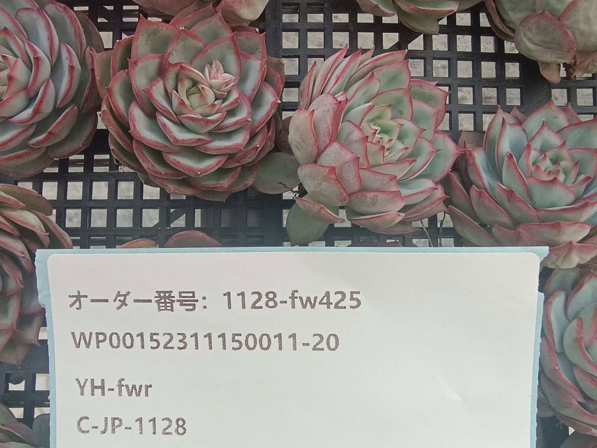 1128-fw425 キャプテンHyb25個 ☆多肉植物　エケベリア　韓国_画像3