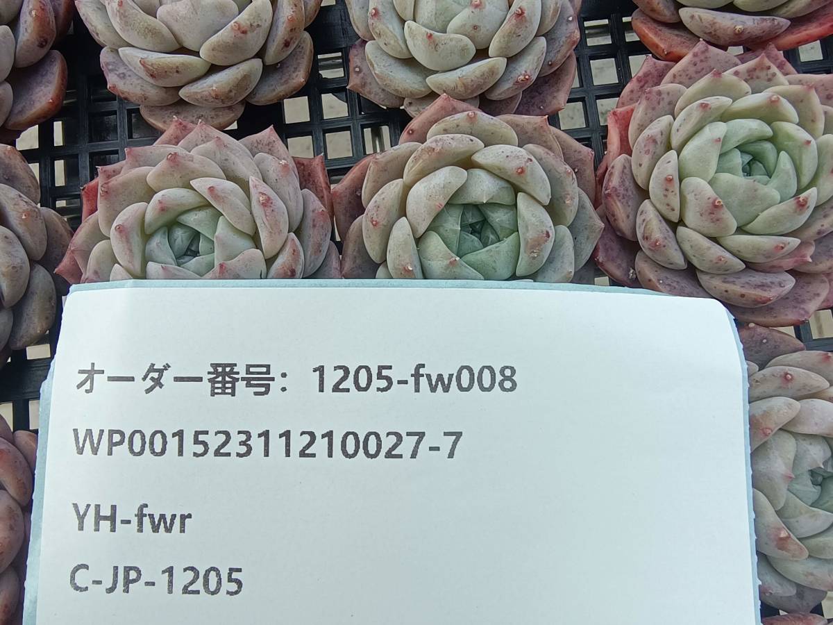 1205-fw008 レッドドール25個 ☆多肉植物　エケベリア　韓国_画像3